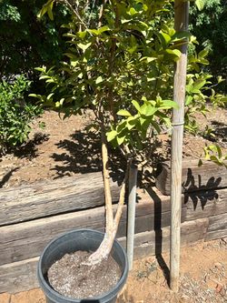 Pink guava tree
