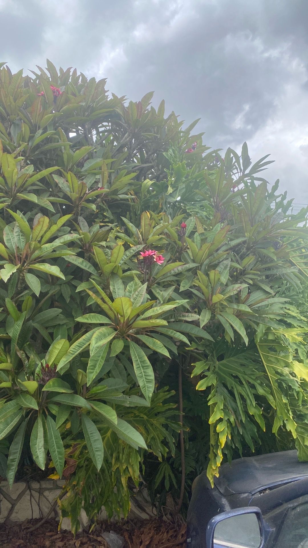 Fresh plumeria trimming