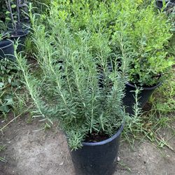 Rosemary In5 Gallon 13$ Each