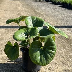 Tractor Seat Farfugium