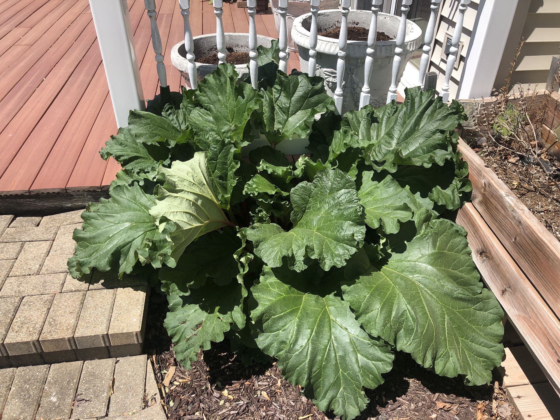 Rhubarb Plants For Sale