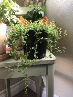 Hanging succulent