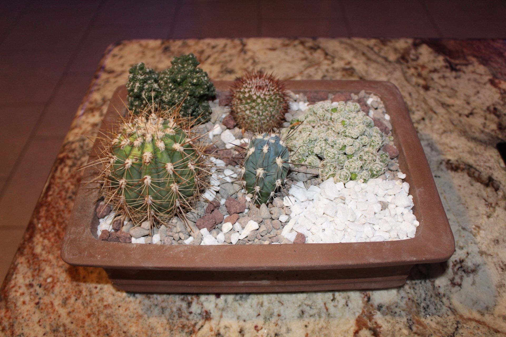 Collector Cactus Arrangement