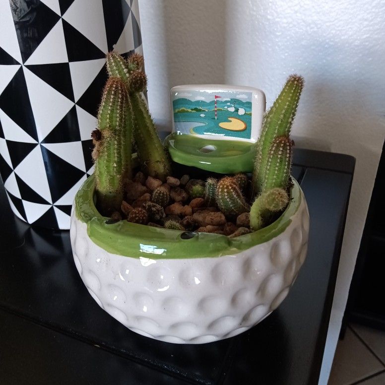 Plant......Baby Cactus