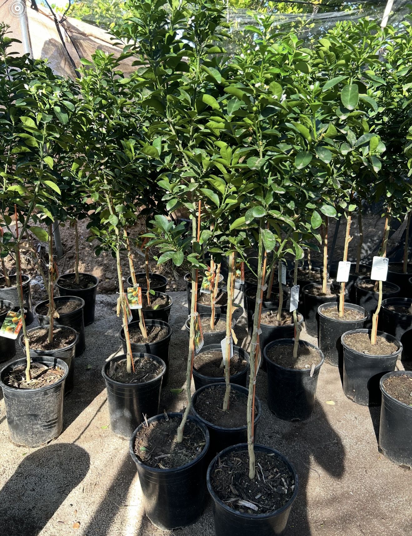 Fukushu Kumquat Trees Do you already have a flower? 5F The Tall $55 Each Price Firm