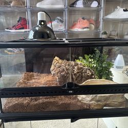 C B Blue t0ngue $kink Terrarium Setup 