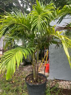 Christmas Palm 25 g 5 ft