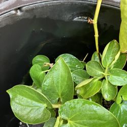 Betel Leaves Plants 