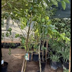 Bearrs Lime 🍋‍🟩 Trees In 25 Gallón 6F It has fruit $130 Price Firm