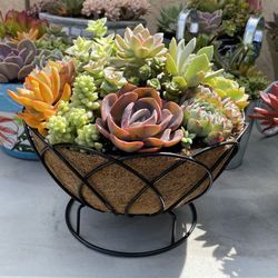 Succulent Plants And Arrangements And Hanging Baskets