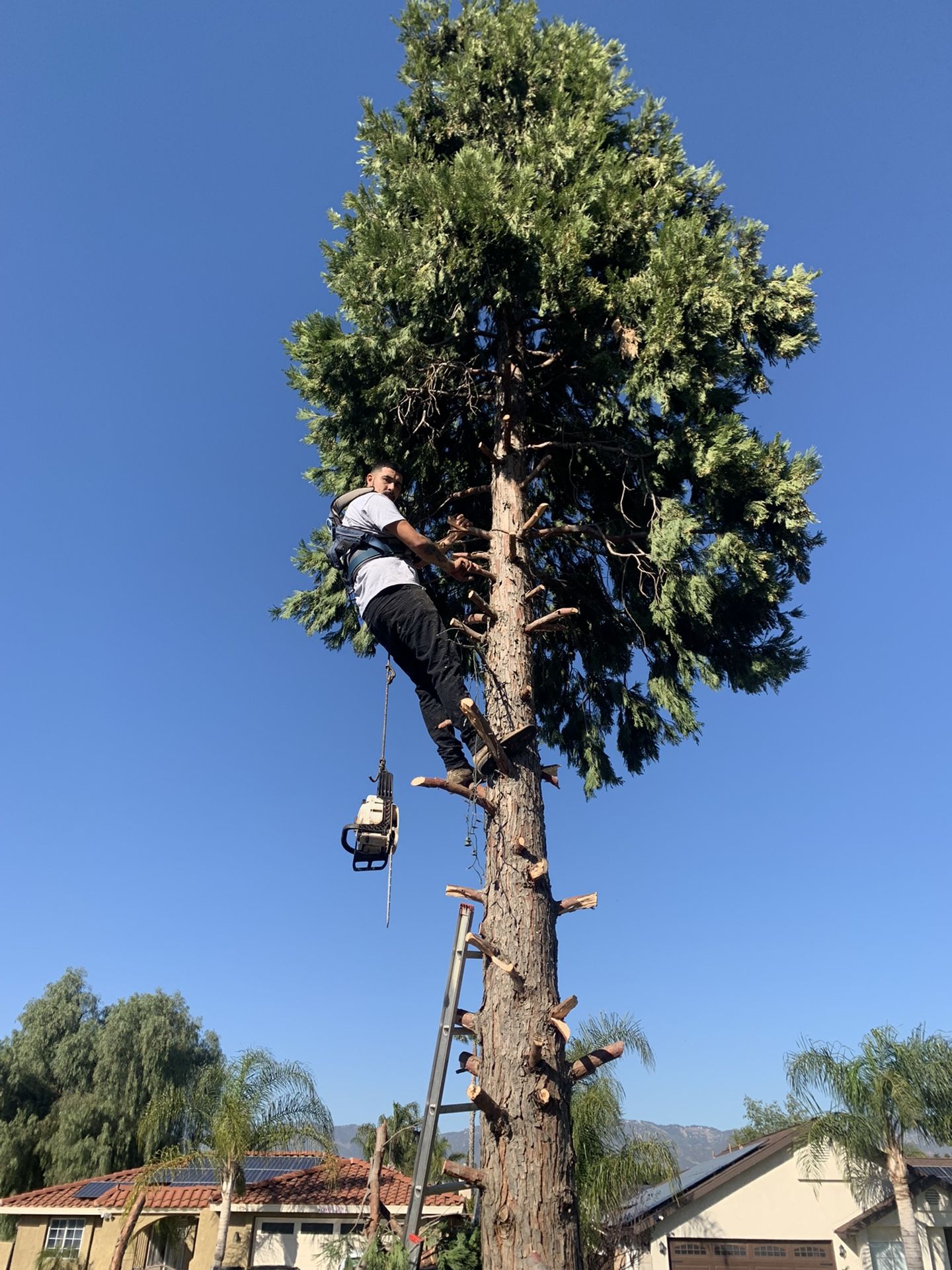 Tree Remove