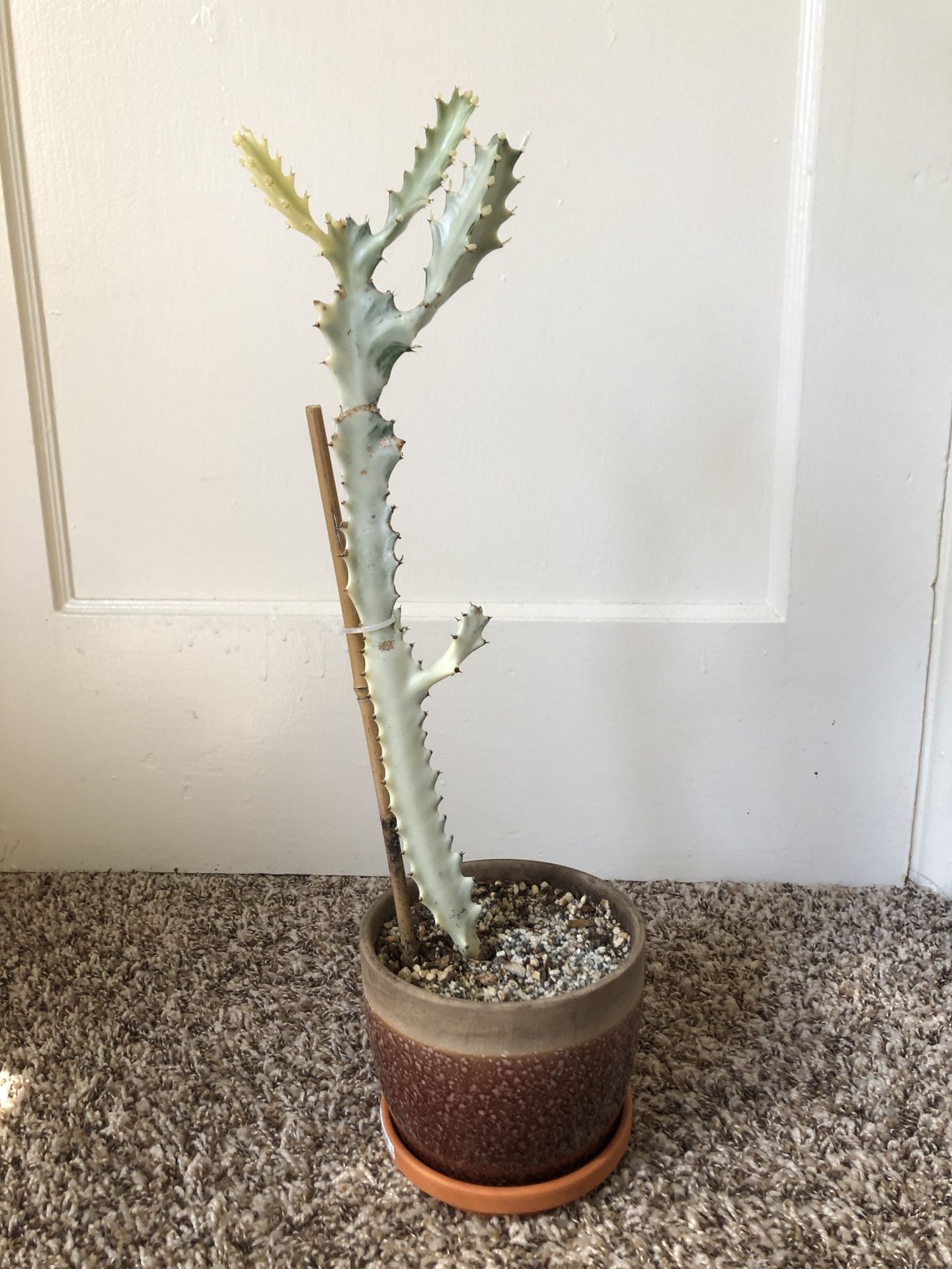 Euphorbia Ghost Bones Plant