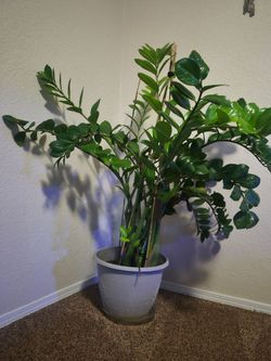 Large ZZ Plant in Pot