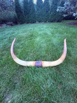 Bull Horns