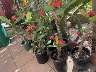 Plant