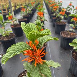Plant: Justice Orange 