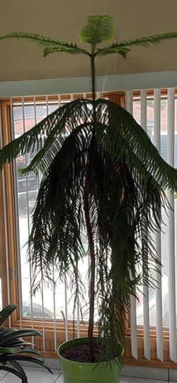 Norfolk Island Pine