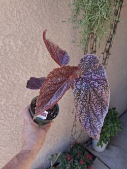 Begonia Maurice Amey Plant $15