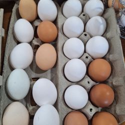 Farm fresh eggs.