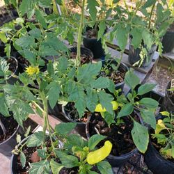 Tomatoes/ Peppers