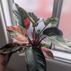 philodendron red congo variegated 