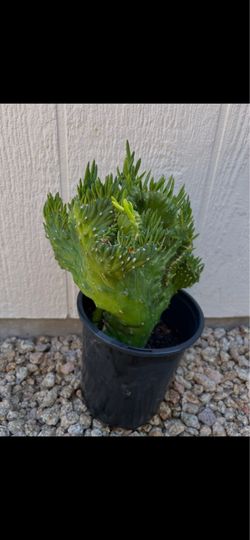 Crested Eve’s Needle Cactus 6” Pot