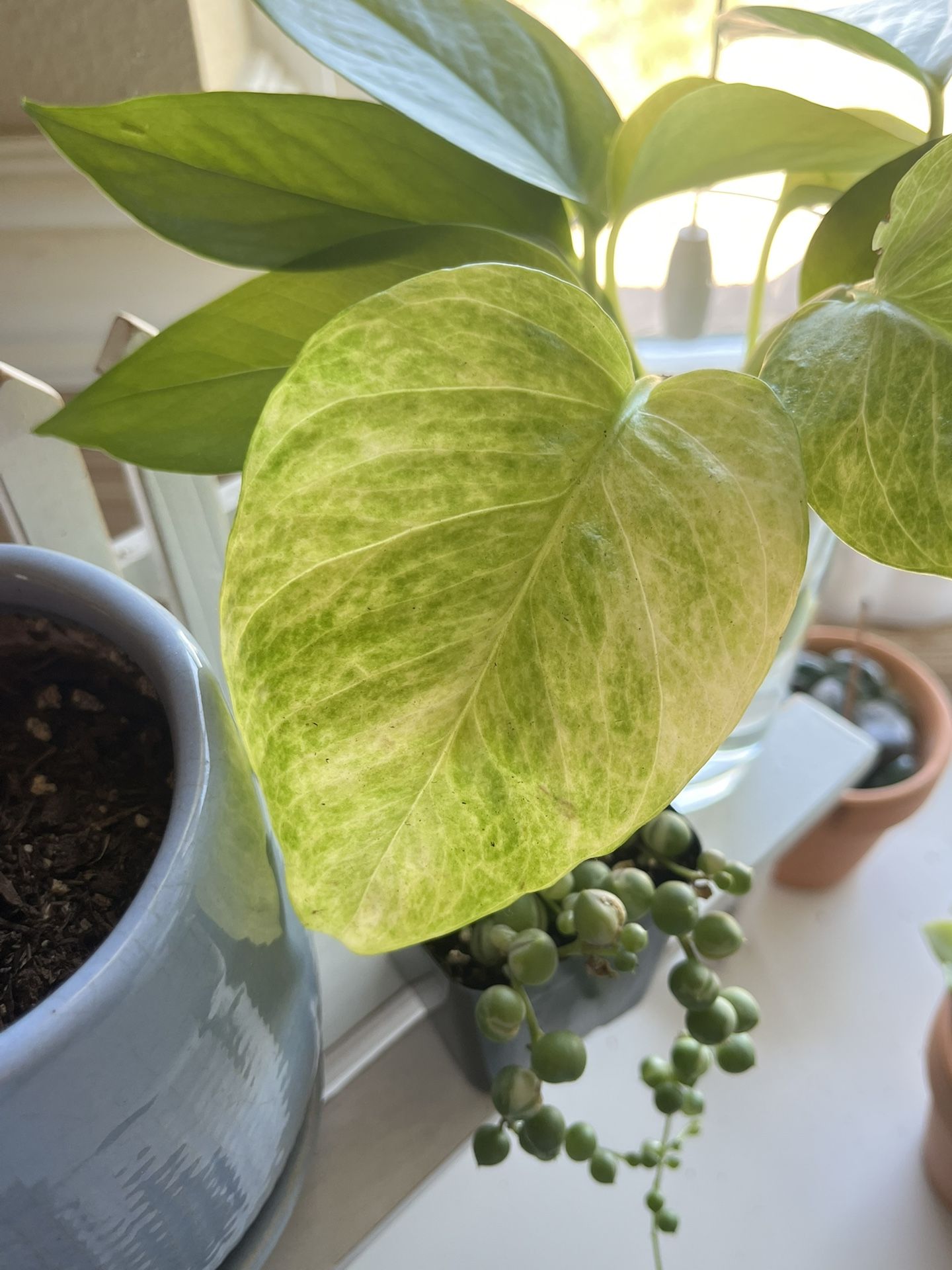 pothos propagations with roots