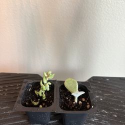 Small Succulents