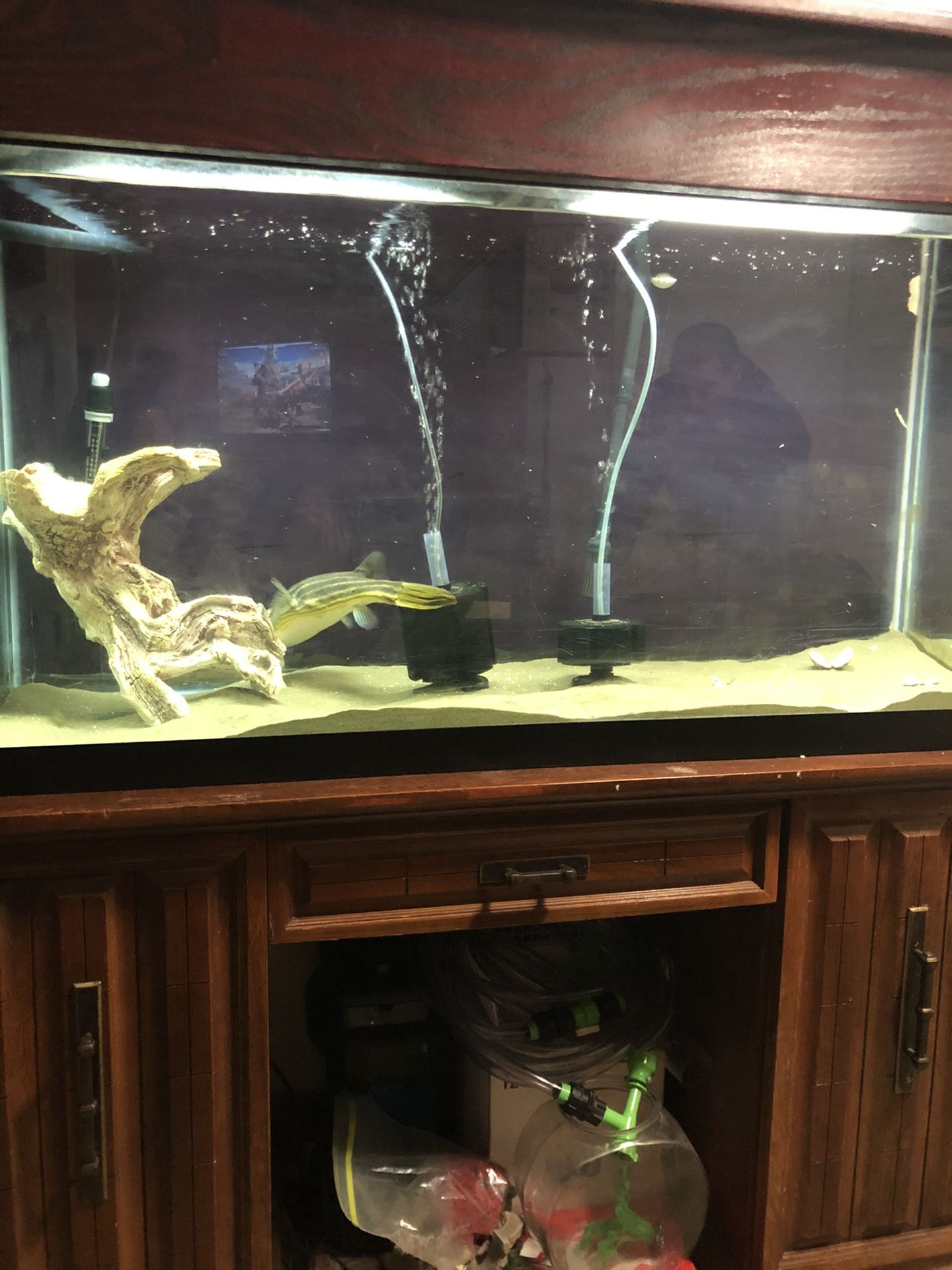 90 gallon tank with stand and lid. And fahaka puffer.