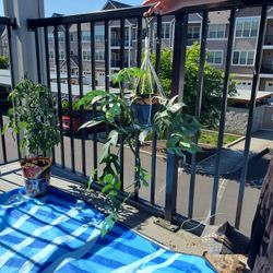 Mini monstera-6" Pot with Macrame