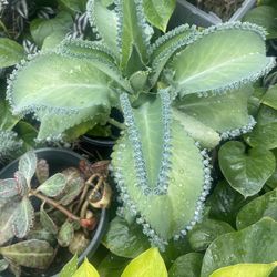 Kalanchoe Plants 🪴 