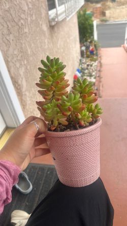 Jelly bean succulents