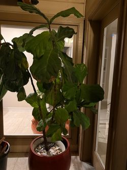 Big fiddle leaf fig