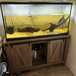 Fish Tank 
