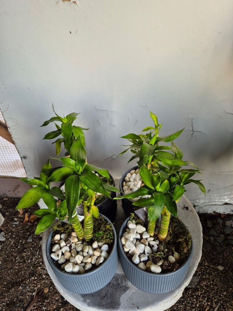 Lucky Bamboo Plants 4.5" Ceramic Pot $5 Each