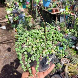 Variegated Succulent 