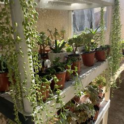 Succulent’s Plants 🌵