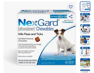 Dog Accessories
