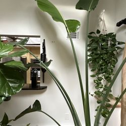 Beautiful Giant Bird of Paradise (Strelitzia Nicolai) 🌿