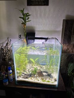 30 gallon Aquarium