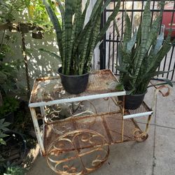Plant Stand With Plants 