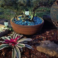Potted Juniper Plants
