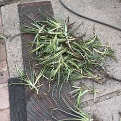 Aloes to transplant