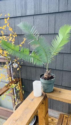 Live indoor Dioon Edule plant in a plastic planter nursery pot—firm price