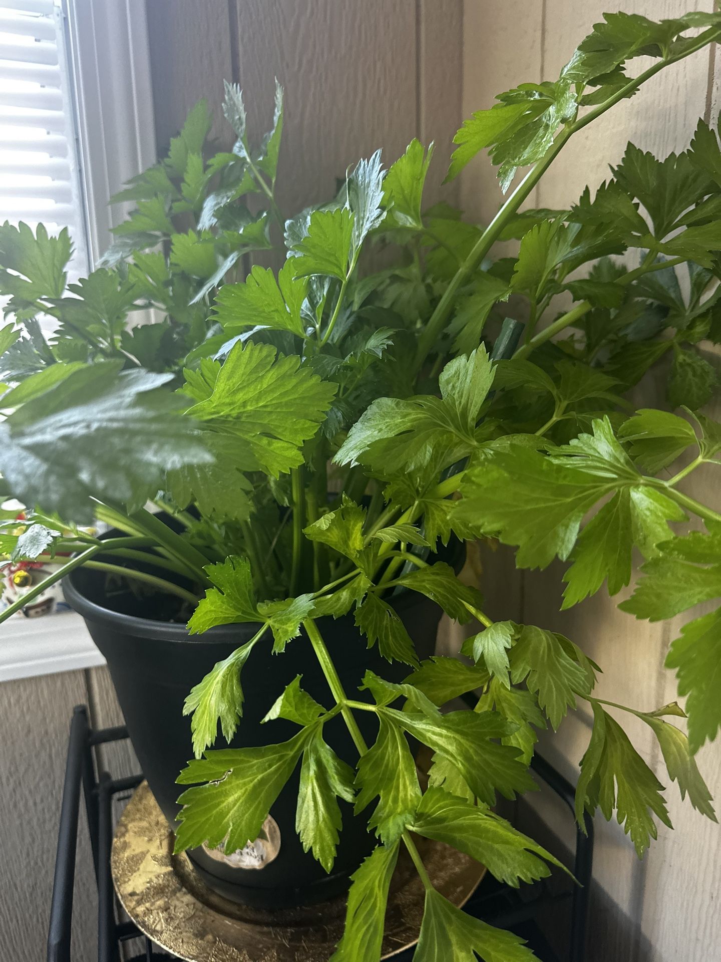 Celery Plant In Organic Soil