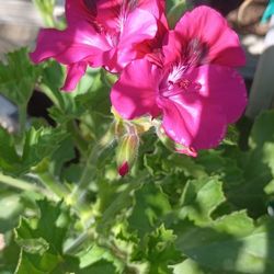 Geranium And More  Plants.