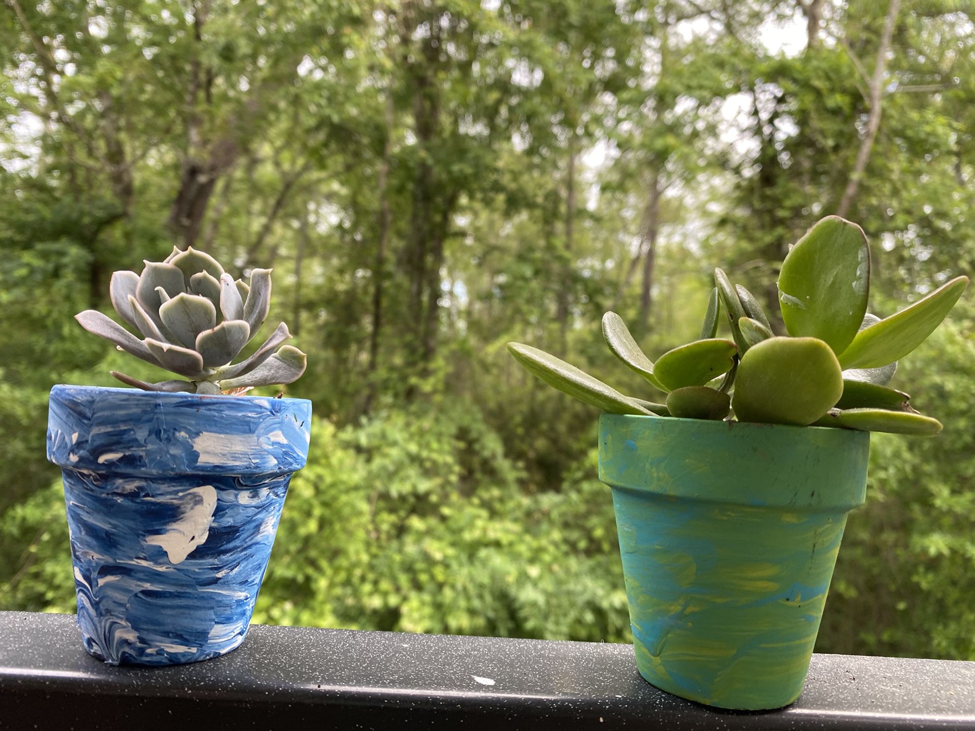 Succulents in hand painted pots!