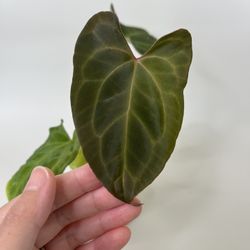 Anthurium papillilaminum x Anthurium besseae aff (wide sinus) seedling