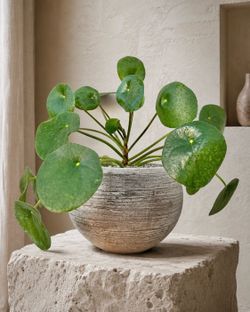 Pilea Peperomioides/ UFO Plant (Planter included) #N3 ‘Local LA Seller’