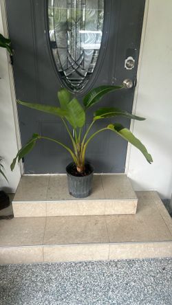 Bird Of Paradise Live Plant